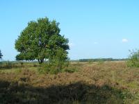 Klik op de foto voor groter formaat